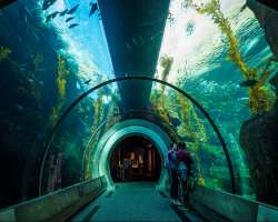 The free admission of the museum includes permanent exhibits like Space Shuttle Endeavour and other important aircraft and spacecraft. However, if you
